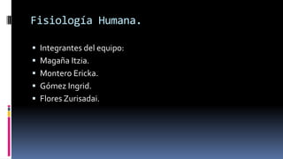 Fisiología Humana.
 Integrantes del equipo:
 Magaña Itzia.
 Montero Ericka.
 Gómez Ingrid.
 Flores Zurisadai.
 