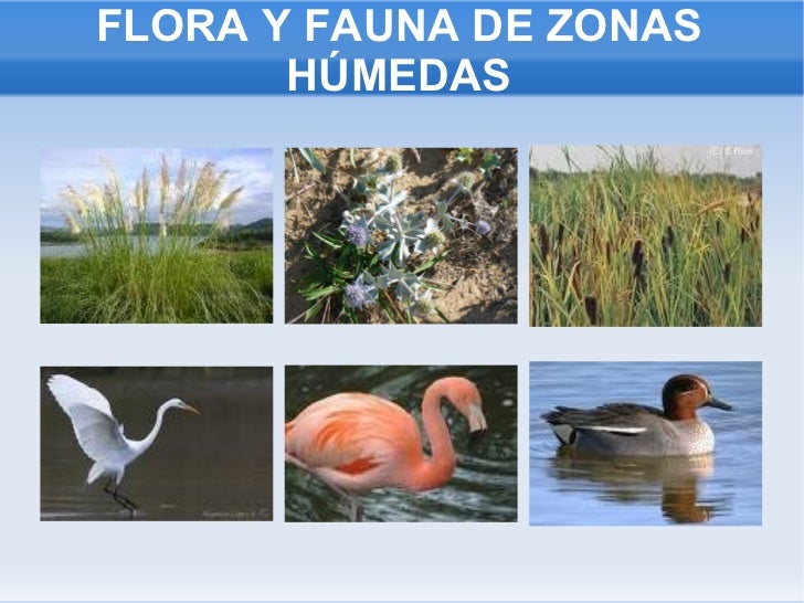 Presentación flora y fauna de andalucía