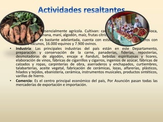 • Producción: Es esencialmente agrícola. Cultivan: caña de azúcar, trigo, mandioca,
batata, papa, banana, maní, algodón, maíz, frutas cítricas, piña.
• Su ganadería es bastante adelantada, cuenta con establecimientos ganaderos con
126.000 vacunos, 16.000 equinos y 7.900 ovinos.
• Industria: Las principales industrias del país están en este Departamento,
preparación y conservación de la carne, panaderías, fiderías, reposterías,
desmotadoras de algodón, encaje e ñandutí, bebidas espirituosas y licores,
elaboración de vinos, fábricas de cigarrillos y cigarros, ingenios de azúcar, fábricas de
calzados y ropas, carpinterías de obra, aserraderos y enchapados, curtiembres,
talabarterías, aceite vegetal, fabricación de cerámicas, lozas, alfarerías, plásticos,
hilados y tejidos, ebanistería, cerámica, instrumentos musicales, productos sintéticos,
varillas de hierro.
• Comercio: Es el centro principal económico del país, Por Asunción pasan todas las
mercaderías de exportación e importación.
 
