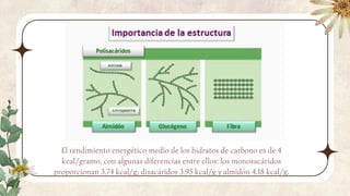 El rendimiento energético medio de los hidratos de carbono es de 4
kcal/gramo, con algunas diferencias entre ellos: los monosacáridos
proporcionan 3.74 kcal/g; disacáridos 3.95 kcal/g y almidón 4.18 kcal/g.
 
