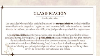 CLASIFICACIÓN
Las unidades básicas de los carbohidratos son los monosacáridos, no hidrolizables
en unidades más pequeñas. La glucosa es el monosacárido más abundante; tiene 6
átomos de carbono y es el combustible principal para la mayoría de los organismos.
C a r b o h i d r a t o s
Los oligosacáridos contienen de dos a diez unidades de monosacáridos unidas
covalentemente. Por su parte, los polisacáridos están constituidos por gran número
de unidades de monosacáridos unidos covalentemente, alcanzando pesos
moleculares de hasta 106 dalton (g/mol). Los polisacáridos desempeñan dos
funciones biológicas principales: algunos almacenan energía metabólica y otros
sirven de elementos estructurales a la célula.
 