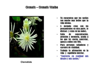 • Tú encuentras que tus sueños
son mucho mas bellos que la
vida misma.
• A menudo estas con tus
pensamientos en otra parte, te
distraes y estas en las nubes.
• Falta de concentración,
atención y memoria, ayuda a
los que les cuesta concretar,
apoya a niños con TDA.
• Para personas soñadoras y
carentes de vitalidad.
• Trabaja la afirmación en la
vida y equilibrio interior.
• “Convierto en realidad mis
ideales y mis sueños.”
Clematis – Clematis Vitalba
Clemátide
 
