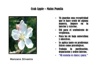 Crab Apple – Malus Pumila
• Tú guardas una receptividad
que te hace sentir de alguna
manera, impuro en tu
interior y exterior.
• Útil para el sentimiento de
vergüenza.
• Para los de baja autoestima
y obsesivos.
• Se aplica tanto en problemas
físicos como psicológicos.
• Trabaja la purificación,
depuración y orden interno.
• “Mi esencia es clara y pura.”
Manzano Silvestre
 