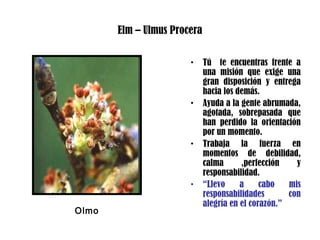 Elm – Ulmus Procera
• Tú te encuentras frente a
una misión que exige una
gran disposición y entrega
hacia los demás.
• Ayuda a la gente abrumada,
agotada, sobrepasada que
han perdido la orientación
por un momento.
• Trabaja la fuerza en
momentos de debilidad,
calma ,perfección y
responsabilidad.
• “Llevo a cabo mis
responsabilidades con
alegría en el corazón.”
Olmo
 