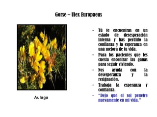 Gorse – Ulex Europaeus
• Tú te encuentras en un
estado de desesperación
interna y has perdido la
confianza y la esperanza en
una mejora de tu vida.
• Para los pacientes que les
cuesta encontrar las ganas
para seguir viviendo.
• Nos ayuda con la
desesperanza y la
resignación.
• Trabaja la esperanza y
confianza.
• “Dejo que el sol penetre
nuevamente en mi vida.”
Aulaga
 
