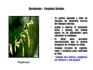 Hornbeam – Carpinus Betulus
• Te sientes agotado y falto de
energía. De momento careces
del impulso interior.
• Ayuda a superar el cansancio
físico y mental. Nos brinda
apoyo en las dificultades para
enfrentar lo cotidiano.
• Es ideal para personas
convalecientes que se sienten
incapaces de retomar su ritmo.
• Trabaja frescura de espíritu,
vigor y fortaleza para enfrentar
la vida.
• “Cumplo mis deberes cotidianos
sin esfuerzo y con alegría.”
Hojarazo
 
