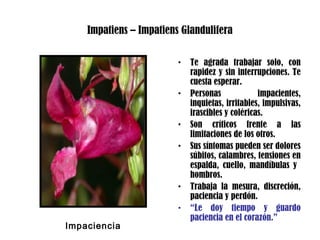 Impatiens – Impatiens Glandulifera
• Te agrada trabajar solo, con
rapidez y sin interrupciones. Te
cuesta esperar.
• Personas impacientes,
inquietas, irritables, impulsivas,
irascibles y coléricas.
• Son críticos frente a las
limitaciones de los otros.
• Sus síntomas pueden ser dolores
súbitos, calambres, tensiones en
espalda, cuello, mandíbulas y
hombros.
• Trabaja la mesura, discreción,
paciencia y perdón.
• “Le doy tiempo y guardo
paciencia en el corazón.”
Impaciencia
 