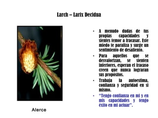 Larch – Larix Decidua
• A menudo dudas de tus
propias capacidades y
sientes temor a fracasar. Este
miedo te paraliza y surge un
sentimiento de desaliento.
• Para aquellos que se
desvalorizan, se sienten
inferiores, esperan el fracaso
creen que nunca lograran
sus propósitos.
• Trabaja la autoestima,
confianza y seguridad en si
mismo.
• “Tengo confianza en mi y en
mis capacidades y tengo
éxito en mi actuar”.
Alerce
 