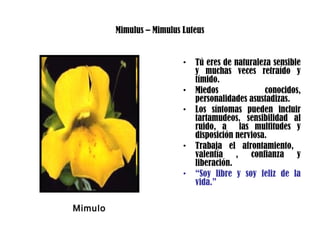 Mimulus – Mimulus Luteus
• Tú eres de naturaleza sensible
y muchas veces retraído y
tímido.
• Miedos conocidos,
personalidades asustadizas.
• Los síntomas pueden incluir
tartamudeos, sensibilidad al
ruido, a las multitudes y
disposición nerviosa.
• Trabaja el afrontamiento,
valentía , confianza y
liberación.
• “Soy libre y soy feliz de la
vida.”
Mimulo
 