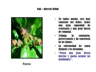 Oak – Quercus Robur
• Tú rindes mucho, eres muy
conciente del deber, tienes
una gran capacidad de
resistencia y una gran fuerza
de voluntad.
• Trabaja la constancia,
perseverancia y da conciencia
de los limites.
• La enfermedad les causa
disgusto y les desanima.
• “Poseo una gran fuerza
interior y puedo aceptar las
debilidades”.
Roble
 