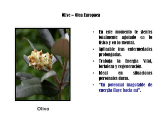 Olive – Olea Europaea
• En este momento te sientes
totalmente agotado en lo
físico y en lo mental.
• Aplicable tras enfermedades
prolongadas.
• Trabaja la Energía Vital,
fortaleza y regeneración.
• Ideal en situaciones
personales duras.
• “Un potencial inagotable de
energía fluye hacia mí”.
Olivo
 
