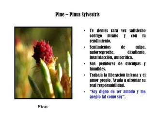 Pine – Pinus Sylvestris
• Te sientes rara vez satisfecho
contigo mismo y con tu
rendimiento.
• Sentimientos de culpa,
autorreproche, desaliento,
insatisfacción, autocrítica.
• Son pedidores de disculpas y
humildes.
• Trabaja la liberación interna y el
amor propio. Ayuda a afrontar su
real responsabilidad.
• “Soy digno de ser amado y me
acepto tal como soy”.
Pino
 