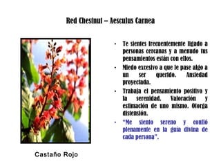 Red Chestnut – Aesculus Carnea
• Te sientes frecuentemente ligado a
personas cercanas y a menudo tus
pensamientos están con ellos.
• Miedo excesivo a que le pase algo a
un ser querido. Ansiedad
proyectada.
• Trabaja el pensamiento positivo y
la serenidad. Valoración y
estimación de uno mismo. Otorga
distensión.
• “Me siento sereno y confió
plenamente en la guía divina de
cada persona”.
Castaño Rojo
 