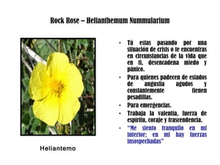 Rock Rose – Helianthemum Nummularium
• Tú estas pasando por una
situación de crisis o te encuentras
en circunstancias de la vida que
en ti, desencadena miedo y
pánico.
• Para quienes padecen de estados
de angustia agudos y
constantemente tienen
pesadillas.
• Para emergencias.
• Trabaja la valentía, fuerza de
espíritu, coraje y trascendencia.
• “Me siento tranquilo en mi
interior; en mi hay fuerzas
insospechadas”
Heliantemo
 