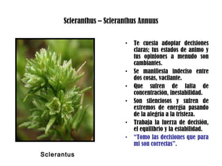 Scleranthus – Scleranthus Annuus
• Te cuesta adoptar decisiones
claras; tus estados de animo y
tus opiniones a menudo son
cambiantes.
• Se manifiesta indeciso entre
dos cosas, vacilante.
• Que sufren de falta de
concentración, inestabilidad.
• Son silenciosos y sufren de
extremos de energía pasando
de la alegría a la tristeza.
• Trabaja la fuerza de decisión,
el equilibrio y la estabilidad.
• “Tomo las decisiones que para
mi son correctas”.
Sclerantus
 