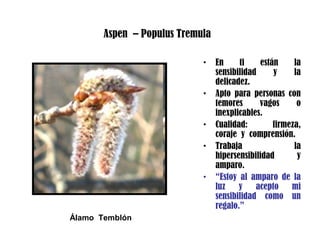 Aspen – Populus Tremula
• En ti están la
sensibilidad y la
delicadez.
• Apto para personas con
temores vagos o
inexplicables.
• Cualidad: firmeza,
coraje y comprensión.
• Trabaja la
hipersensibilidad y
amparo.
• “Estoy al amparo de la
luz y acepto mi
sensibilidad como un
regalo.”
Álamo Temblón
 