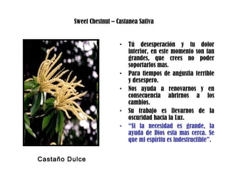 Sweet Chestnut – Castanea Sativa
• Tú desesperación y tu dolor
interior, en este momento son tan
grandes, que crees no poder
soportarlos mas.
• Para tiempos de angustia terrible
y desespero.
• Nos ayuda a renovarnos y en
consecuencia abrirnos a los
cambios.
• Su trabajo es llevarnos de la
oscuridad hacia la Luz.
• “Si la necesidad es grande, la
ayuda de Dios esta mas cerca. Se
que mi espíritu es indestructible”.
Castaño Dulce
 