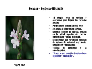 Vervain – Verbena Officinalis
• Tú ocupas toda tu energía y
convicción para lograr tus elevados
ideales.
• Para quienes intenta hacerlo todo.
• Nos ayuda a situarnos en la Vida.
• Síntomas dolores de cabeza, tensión
en la mitad superior del cuerpo,
tensión física y fatiga muscular.
• Son personas que raramente cambian
de opinión de voluntad muy fuerte,
discutidores y entusiastas.
• Trabaja el idealismo y la
autodisciplina.
• “Proyecto mis energías inspirándome
con Amor y Prudencia”.
Verbena
 
