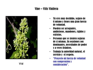 Vine – Vitis Vinifera
• Tú eres muy decidido, seguro de
ti mismo y tienes una gran fuerza
de voluntad.
• Pueden ser arrogantes,
ambiciosos, mandones, rígidos y
estrictos.
• Personas que se sienten seguras
de si mismas. En ocasiones son
dominantes, necesitados de poder
y a veces tiránicos.
• Trabaja la autoridad natural, el
servicio y el respeto.
• “Proyecto mi fuerza de voluntad
con comprensión y
consideración”.Vid
 
