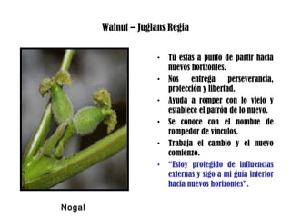 Walnut – Juglans Regia
• Tú estas a punto de partir hacia
nuevos horizontes.
• Nos entrega perseverancia,
protección y libertad.
• Ayuda a romper con lo viejo y
establece el patrón de lo nuevo.
• Se conoce con el nombre de
rompedor de vínculos.
• Trabaja el cambio y el nuevo
comienzo.
• “Estoy protegido de influencias
externas y sigo a mi guía interior
hacia nuevos horizontes”.
Nogal
 