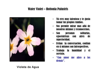Water Violet – Hottonia Palustris
• Tú eres muy talentoso y te gusta
tomar tus propios rumbos.
• Nos permite mirar mas allá de
nosotros mismos y reconocernos.
• Son personas solitarias,
egocéntricas con aires de
superioridad.
• Evitan la conversación, confían
en si mismos son introspectivos.
• Trabaja la humildad y el
servicio.
• “Con amor me abro a los
demás”.
Violeta de Agua
 
