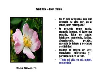 Wild Rose – Rosa Canina
• Tú te has resignado con una
situación de vida que, en el
fondo, note corresponde.
• Se presenta como apatía,
renuncia interna, el darse por
vencido, falta de coraje,
fatalismo, monotonía, lasitud,
aburrimiento, pesadez,
carencia de interés y de chispa
de vitalidad.
• Trabaja la alegría de vivir,
motivación, entusiasmo y
participación en la Vida.
• “Tomo mi vida en mis manos,
con alegría”
Rosa Silvestre
 