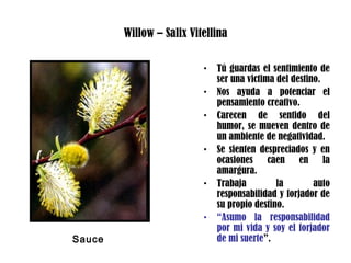 Willow – Salix Vitellina
• Tú guardas el sentimiento de
ser una victima del destino.
• Nos ayuda a potenciar el
pensamiento creativo.
• Carecen de sentido del
humor, se mueven dentro de
un ambiente de negatividad.
• Se sienten despreciados y en
ocasiones caen en la
amargura.
• Trabaja la auto
responsabilidad y forjador de
su propio destino.
• “Asumo la responsabilidad
por mi vida y soy el forjador
de mi suerte”.Sauce
 