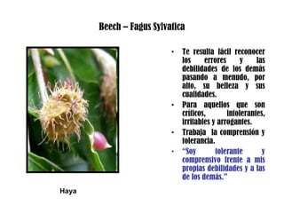 Beech – Fagus Sylvatica
• Te resulta fácil reconocer
los errores y las
debilidades de los demás
pasando a menudo, por
alto, su belleza y sus
cualidades.
• Para aquellos que son
críticos, intolerantes,
irritables y arrogantes.
• Trabaja la comprensión y
tolerancia.
• “Soy tolerante y
comprensivo frente a mis
propias debilidades y a las
de los demás.”
Haya
 
