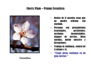 Cherry Plum – Prunus Cerasifera
• Dentro de ti suceden cosas que
no puedes ordenar con
claridad.
• Personas con pensamientos
irracionales, persistentes,
arrebatos incontrolables,
ataques de nervios, ideas
suicidas, miedo obsesivo y
decepciones.
• Trabaja la confianza, control de
si mismo y fe.
• “Tengo plena confianza en mi
guía interior.”
Cerasífera
 