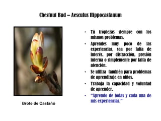 Chestnut Bud – Aesculus Hippocastanum
• Tú tropiezas siempre con los
mismos problemas.
• Aprendes muy poco de las
experiencias, sea por falta de
interés, por distracción, presión
interna o simplemente por falta de
atención.
• Se utiliza también para problemas
de aprendizaje en niños.
• Trabaja la capacidad y voluntad
de aprender.
• “Aprendo de todas y cada una de
mis experiencias.”Brote de Castaño
 