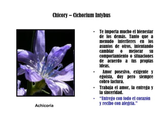 Chicory – Cichorium Intybus
• Te importa mucho el bienestar
de los demás. Tanto que a
menudo interfieres en los
asuntos de otros, intentando
cambiar o mejorar su
comportamiento o situaciones
de acuerdo a tus propias
ideas.
• Amor posesivo, exigente y
egoísta, doy pero siempre
cobro factura.
• Trabaja el amor, la entrega y
la sinceridad.
• “Entrego con todo el corazón
y recibo con alegría.”Achicoria
 