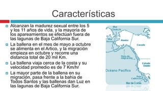 Características
 Alcanzan la madurez sexual entre los 5
y los 11 años de vida, y la mayoría de
los apareamientos se efectúan fuera de
las lagunas de Baja California Sur.
 La ballena en el mes de mayo a octubre
se alimenta en el Artico, y la migración
empieza en octubre y recorre una
distancia total de 20 mil Km.
 La ballena viaja cerca de la costa y su
velocidad promedio es de 7 Km/hr
 La mayor parte de la ballena en su
migración, pasa frente a la bahia de
Todos Santos y las ballenas dan Luz en
las lagunas de Baja California Sur.
 