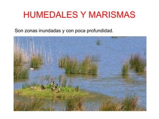 HUMEDALES Y MARISMAS
Son zonas inundadas y con poca profundidad.
 