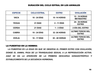 DURACIÓN DEL CICLO ESTRAL EN LOS ANIMALES
ESPECIE CICLO ESTRAL ESTRO OVULACIÓN
VACA 18 - 24 DÍAS 10 -14 HORAS
12 - 16 HORAS
METAESTRO
YEGUA 21 DIAS 2 - 11 DÍAS
24 - 36 HORAS
ESTRO
CERDA 21 DIAS 1 - 3 DÍAS 2 DÍA DEL ESTRO
CABRA 19 - 24 DÍAS 32 -36 HORAS
ULTIMO TERCIO DEL
ESTRO
OVEJA 16 - 17 DÍAS 30 - 40 HORAS
ULTIMO TERCIO DEL
ESTRO
LA PUBERTAD EN LA HEMBRA
LA PUBERTAD ES LA EDAD EN QUE SE OBSERVA EL PRIMER ESTRO CON OVULACIÓN,
DONDE EL ANIMAL PASA DE LA TRANQUILIDAD SEXUAL A LA REPRODUCCIÓN ACTIVA.
AQUÍ SE DA LA APARICIÓN DE LA PRIMERA DESCARGA GONADOTRÓPICA Y
ESTABLECIMIENTO DE LA SECUENCIA HORMONAL
10
 