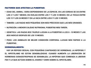FACTORES QUE AFECTAN LA PUBERTAD:
• EDAD DEL ANIMAL: VARIA DEPENDIENDO DE LA ESPECIE, EN LAS CERDAS SE DA ENTRE
LOS 4 Y LOS 7 MESES; EN OVEJAS ENTRE LOS 7 Y LOS 10 MESES; EN LA YEGUA ENTRE
LOS 15 Y LOS 24 MESES Y EN LA VACA ENTRE LOS 8 Y LOS 13 MESES.
• TAMAÑO: LAS RAZAS MÁS PEQUEÑAS SON MÁS PRECOCES QUE LAS MÁS GRANDES.
• NUTRICIÓN: A MENOR CALIDAD NUTRIIONAL PUBERTAD MÁS TARDÍA.
• GENETICA: LAS RAZAS BOS TAURUS LLEGAN A LA PUBERTAD A LOS 8 - 10 MESES Y LAS
BOS INDICUS DESPUES DE LOS 15 MESES.
• PESO: LOS ANIMALES DE MEJOR CONDICIÓN CORPORAL LLEGAN MÁS RÁPIDO A LA
PUBERTAD.
HORMONALMENTE:
HAY UN REPOSO SEXUAL CON PEQUEÑAS CANTIDADES DE HORMONAS, LA HIPÓFISIS Y
EL HIPOTÁLAMO NO ESTÁN SENSIBILIZADAS. CUANDO AUMENTA LA LIBERACIÓN DE
HORMONAS GONADOTROPINAS SE SENSIBILIZA, LA HIPÓFISIS QUE COMIENZA A LIBERAR
FSH Y LH QUE ACTÚAN SOBRE EL OVARIO Y GNRH SOBRE EL HIPOTÁLAMO.
11
 