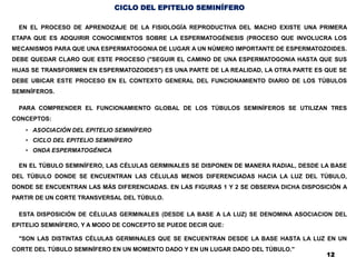 CICLO DEL EPITELIO SEMINÍFERO
EN EL PROCESO DE APRENDIZAJE DE LA FISIOLOGÍA REPRODUCTIVA DEL MACHO EXISTE UNA PRIMERA
ETAPA QUE ES ADQUIRIR CONOCIMIENTOS SOBRE LA ESPERMATOGÉNESIS (PROCESO QUE INVOLUCRA LOS
MECANISMOS PARA QUE UNA ESPERMATOGONIA DE LUGAR A UN NÚMERO IMPORTANTE DE ESPERMATOZOIDES.
DEBE QUEDAR CLARO QUE ESTE PROCESO ("SEGUIR EL CAMINO DE UNA ESPERMATOGONIA HASTA QUE SUS
HIJAS SE TRANSFORMEN EN ESPERMATOZOIDES") ES UNA PARTE DE LA REALIDAD, LA OTRA PARTE ES QUE SE
DEBE UBICAR ESTE PROCESO EN EL CONTEXTO GENERAL DEL FUNCIONAMIENTO DIARIO DE LOS TÚBULOS
SEMINÍFEROS.
PARA COMPRENDER EL FUNCIONAMIENTO GLOBAL DE LOS TÚBULOS SEMINÍFEROS SE UTILIZAN TRES
CONCEPTOS:
• ASOCIACIÓN DEL EPITELIO SEMINÍFERO
• CICLO DEL EPITELIO SEMINÍFERO
• ONDA ESPERMATOGÉNICA
EN EL TÚBULO SEMINÍFERO, LAS CÉLULAS GERMINALES SE DISPONEN DE MANERA RADIAL, DESDE LA BASE
DEL TÚBULO DONDE SE ENCUENTRAN LAS CÉLULAS MENOS DIFERENCIADAS HACIA LA LUZ DEL TÚBULO,
DONDE SE ENCUENTRAN LAS MÁS DIFERENCIADAS. EN LAS FIGURAS 1 Y 2 SE OBSERVA DICHA DISPOSICIÓN A
PARTIR DE UN CORTE TRANSVERSAL DEL TÚBULO.
ESTA DISPOSICIÓN DE CÉLULAS GERMINALES (DESDE LA BASE A LA LUZ) SE DENOMINA ASOCIACION DEL
EPITELIO SEMINÍFERO, Y A MODO DE CONCEPTO SE PUEDE DECIR QUE:
"SON LAS DISTINTAS CÉLULAS GERMINALES QUE SE ENCUENTRAN DESDE LA BASE HASTA LA LUZ EN UN
CORTE DEL TÚBULO SEMINÍFERO EN UN MOMENTO DADO Y EN UN LUGAR DADO DEL TÚBULO."
12
 