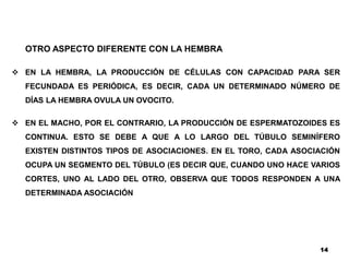 OTRO ASPECTO DIFERENTE CON LA HEMBRA
 EN LA HEMBRA, LA PRODUCCIÓN DE CÉLULAS CON CAPACIDAD PARA SER
FECUNDADA ES PERIÓDICA, ES DECIR, CADA UN DETERMINADO NÚMERO DE
DÍAS LA HEMBRA OVULA UN OVOCITO.
 EN EL MACHO, POR EL CONTRARIO, LA PRODUCCIÓN DE ESPERMATOZOIDES ES
CONTINUA. ESTO SE DEBE A QUE A LO LARGO DEL TÚBULO SEMINÍFERO
EXISTEN DISTINTOS TIPOS DE ASOCIACIONES. EN EL TORO, CADA ASOCIACIÓN
OCUPA UN SEGMENTO DEL TÚBULO (ES DECIR QUE, CUANDO UNO HACE VARIOS
CORTES, UNO AL LADO DEL OTRO, OBSERVA QUE TODOS RESPONDEN A UNA
DETERMINADA ASOCIACIÓN
14
 