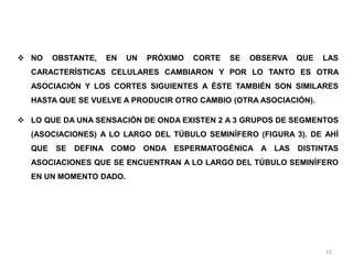 15
 NO OBSTANTE, EN UN PRÓXIMO CORTE SE OBSERVA QUE LAS
CARACTERÍSTICAS CELULARES CAMBIARON Y POR LO TANTO ES OTRA
ASOCIACIÓN Y LOS CORTES SIGUIENTES A ÉSTE TAMBIÉN SON SIMILARES
HASTA QUE SE VUELVE A PRODUCIR OTRO CAMBIO (OTRA ASOCIACIÓN).
 LO QUE DA UNA SENSACIÓN DE ONDA EXISTEN 2 A 3 GRUPOS DE SEGMENTOS
(ASOCIACIONES) A LO LARGO DEL TÚBULO SEMINÍFERO (FIGURA 3). DE AHÍ
QUE SE DEFINA COMO ONDA ESPERMATOGÉNICA A LAS DISTINTAS
ASOCIACIONES QUE SE ENCUENTRAN A LO LARGO DEL TÚBULO SEMINÍFERO
EN UN MOMENTO DADO.
 