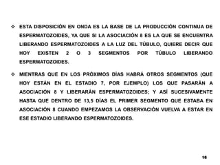 16
 ESTA DISPOSICIÓN EN ONDA ES LA BASE DE LA PRODUCCIÓN CONTINUA DE
ESPERMATOZOIDES, YA QUE SI LA ASOCIACIÓN 8 ES LA QUE SE ENCUENTRA
LIBERANDO ESPERMATOZOIDES A LA LUZ DEL TÚBULO, QUIERE DECIR QUE
HOY EXISTEN 2 O 3 SEGMENTOS POR TÚBULO LIBERANDO
ESPERMATOZOIDES.
 MIENTRAS QUE EN LOS PRÓXIMOS DÍAS HABRÁ OTROS SEGMENTOS (QUE
HOY ESTÁN EN EL ESTADIO 7, POR EJEMPLO) LOS QUE PASARÁN A
ASOCIACIÓN 8 Y LIBERARÁN ESPERMATOZOIDES; Y ASÍ SUCESIVAMENTE
HASTA QUE DENTRO DE 13,5 DÍAS EL PRIMER SEGMENTO QUE ESTABA EN
ASOCIACIÓN 8 CUANDO EMPEZAMOS LA OBSERVACIÓN VUELVA A ESTAR EN
ESE ESTADIO LIBERANDO ESPERMATOZOIDES.
 