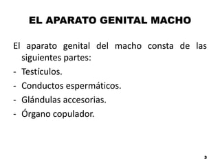 EL APARATO GENITAL MACHO
El aparato genital del macho consta de las
siguientes partes:
- Testículos.
- Conductos espermáticos.
- Glándulas accesorias.
- Órgano copulador.
3
 
