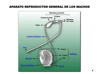 4
APARATO REPRODUCTOR GENERAL DE LOS MACHOS
 