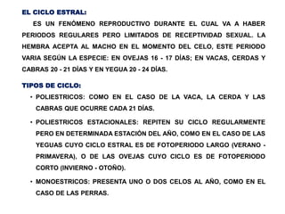 EL CICLO ESTRAL:
ES UN FENÓMENO REPRODUCTIVO DURANTE EL CUAL VA A HABER
PERIODOS REGULARES PERO LIMITADOS DE RECEPTIVIDAD SEXUAL. LA
HEMBRA ACEPTA AL MACHO EN EL MOMENTO DEL CELO, ESTE PERIODO
VARIA SEGÚN LA ESPECIE: EN OVEJAS 16 - 17 DÍAS; EN VACAS, CERDAS Y
CABRAS 20 - 21 DÍAS Y EN YEGUA 20 - 24 DÍAS.
TIPOS DE CICLO:
• POLIESTRICOS: COMO EN EL CASO DE LA VACA, LA CERDA Y LAS
CABRAS QUE OCURRE CADA 21 DÍAS.
• POLIESTRICOS ESTACIONALES: REPITEN SU CICLO REGULARMENTE
PERO EN DETERMINADA ESTACIÓN DEL AÑO, COMO EN EL CASO DE LAS
YEGUAS CUYO CICLO ESTRAL ES DE FOTOPERIODO LARGO (VERANO -
PRIMAVERA), O DE LAS OVEJAS CUYO CICLO ES DE FOTOPERIODO
CORTO (INVIERNO - OTOÑO).
• MONOESTRICOS: PRESENTA UNO O DOS CELOS AL AÑO, COMO EN EL
CASO DE LAS PERRAS.
 