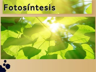 FotosíntesisFotosíntesis
 