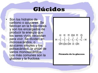 Glúcidos Son los hidratos de carbono o azucares. Se fabrican en la fotosíntesis y son los encargados de producir la energía que los seres vivos necesitan para vivir. Se dividen en monosacáridos, o azucares simples y los polisacáridos, la unión de varios monosacáridos. Los más comunes son la glucosa y la fructosa. 