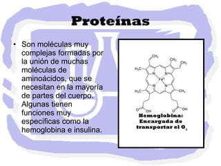 Proteínas Son moléculas muy complejas formadas por la unión de muchas moléculas de aminoácidos, que se necesitan en la mayoría de partes del cuerpo. Algunas tienen funciones muy específicas como la hemoglobina e insulina. 