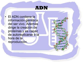 ADN El ADN contiene la información genética del ser vivo. Además dirige la creación de proteínas y es capaz de autoreplicarse a la hora de la reproducción.  
