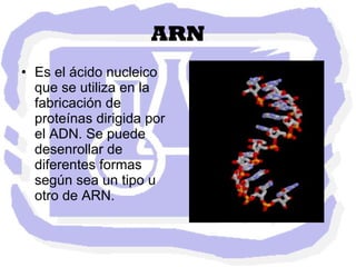 ARN Es el ácido nucleico que se utiliza en la fabricación de proteínas dirigida por el ADN. Se puede desenrollar de diferentes formas según sea un tipo u otro de ARN.  