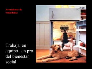 Actuaciones de ciudadanía Trabaja  en equipo , en pro del bienestar  social 