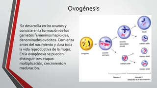 Ovogénesis
Se desarrolla en los ovarios y
consiste en la formación de los
gametos femeninos haploides,
denominados ovocitos. Comienza
antes del nacimiento y dura toda
la vida reproductiva de la mujer.
En la ovogénesis se pueden
distinguir tres etapas:
multiplicación, crecimiento y
maduración.
 