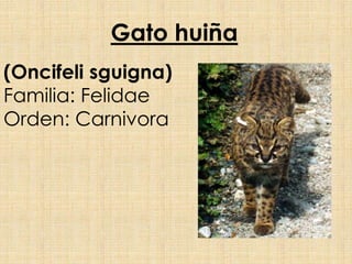 Gato huiña
(Oncifeli sguigna)
Familia: Felidae
Orden: Carnivora
 